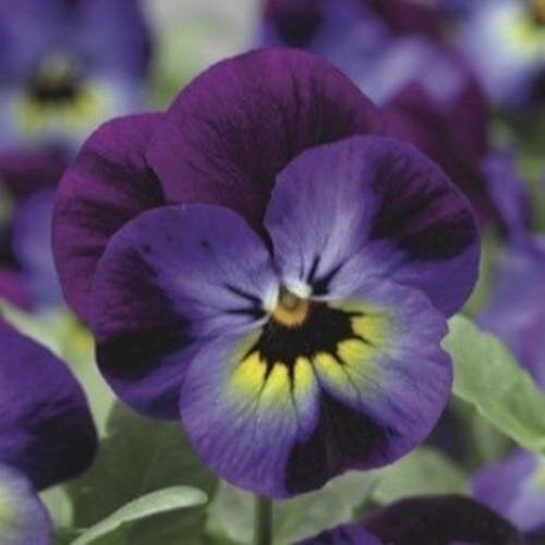Семена цветов Виола рогатая Penny Violet Blue Syngenta 100 шт. (BN03733-3)