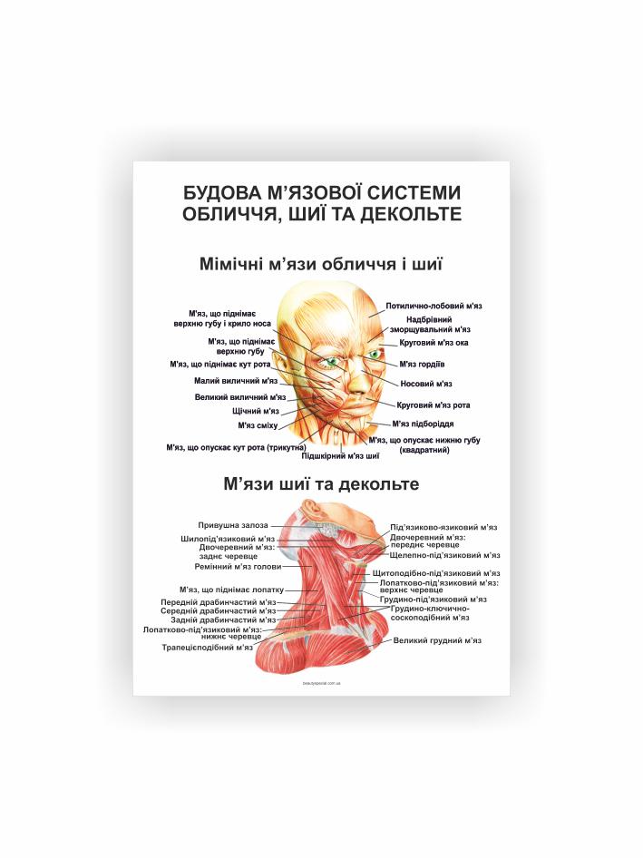 Плакат Vivay "Строение мышечной системы лица шеи и декольте" 60х40 см (25790154)