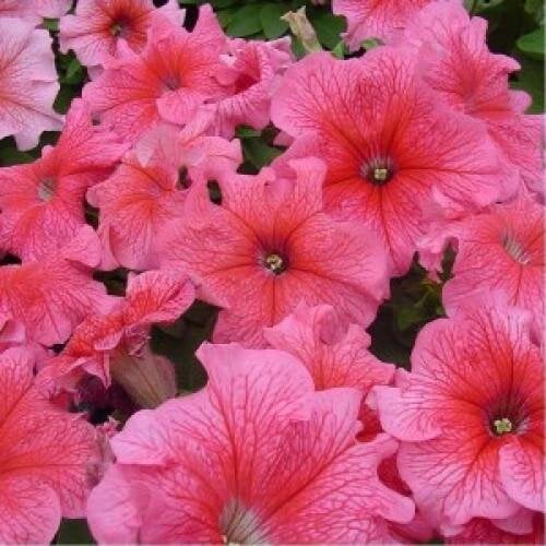 Семена цветов Петуния крупноцветковая Tango Red Veined Hem Genetics 10 шт. (BN09425-4)
