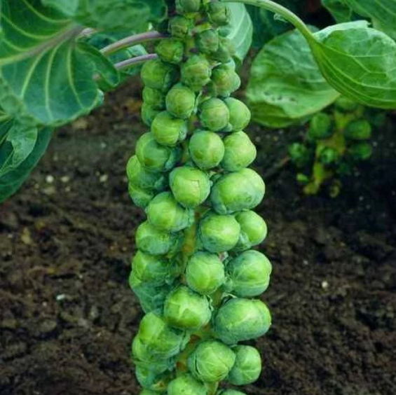 Семена Капуста Брюссельская Абакус F1 ТД Гекса-Украина 01-09-006 2500 шт. (IR002781)