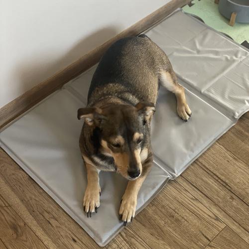 Коврик для животных охлаждающий Purlov 25531 90x50 см (26629977) - фото 8 Коврик для животных охлаждающий Purlov 25531 90x50 см (26629977) - фото 8