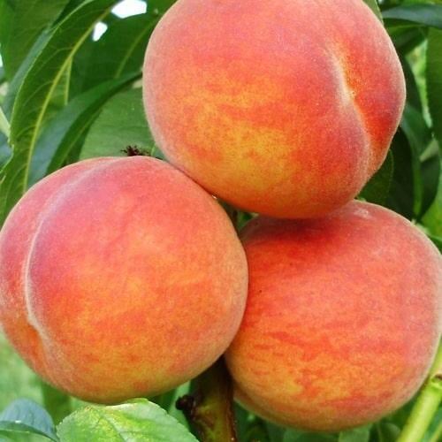 Сажанец Персик Ред Хевен летний сорт средний срок созревания (17585)