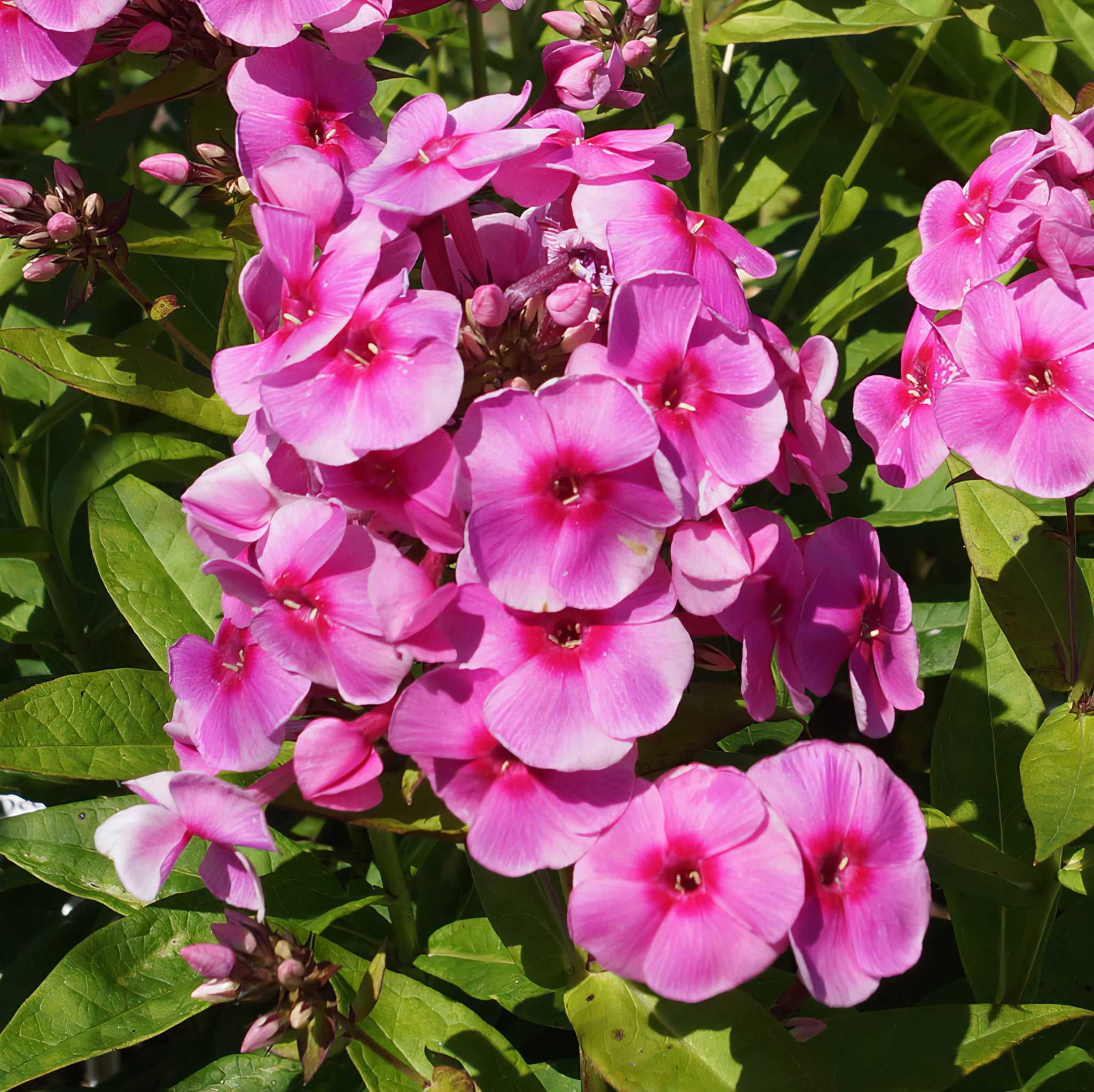 Флокс волотистий Dobrodar Adessa rose eye 1 шт. (38289565)