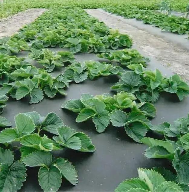 Агроволокно Shadow з перфорацією 1,6 х 100 м Чорно-білий (iz16934) - фото 4 Агроволокно Shadow з перфорацією 1,6 х 100 м Чорно-білий (iz16934) - фото 4