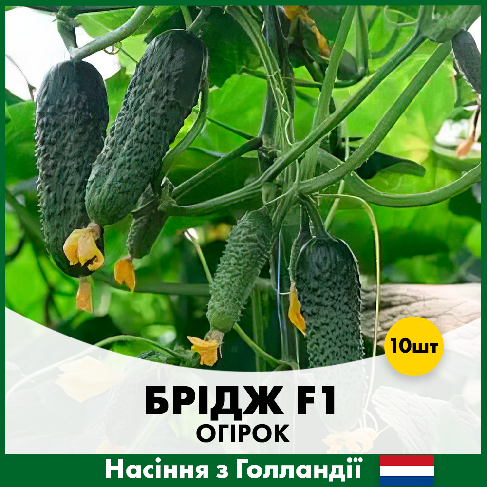 Насіння огірка Rijk Zwaan Брідж F1 10 шт. (R30301)