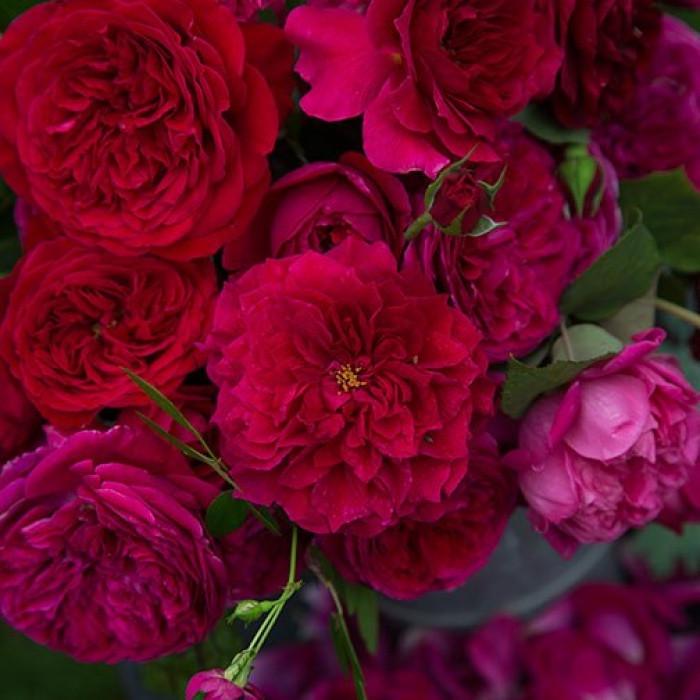 Роза английская Velet Оthello в контейнере (2558773416)