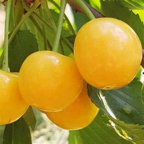 Саджанець ранної черешні Дачниця (2072784738)