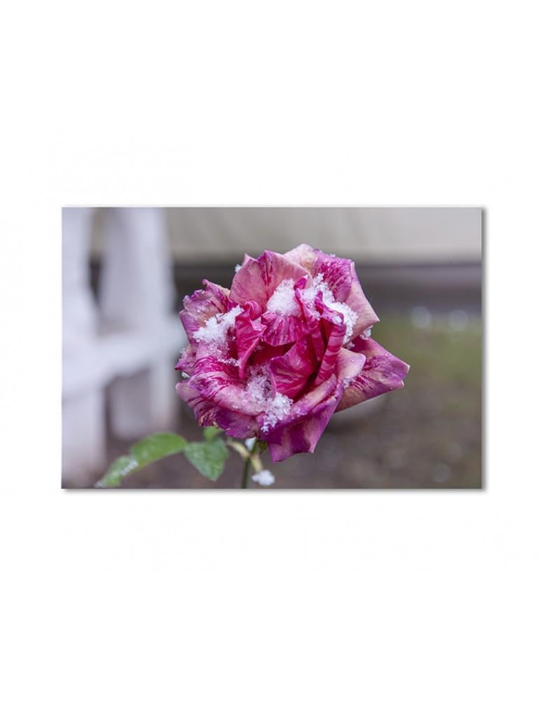 Картина модульная Снег на лепестках розы 1 модуль 80x120 см