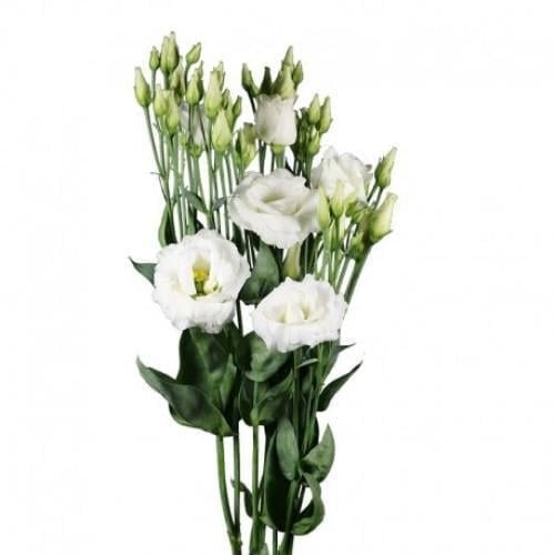 Семена цветов Эустома Лизиантус Aube 3 Pure White Sakata 250 шт. (BN11789-2)