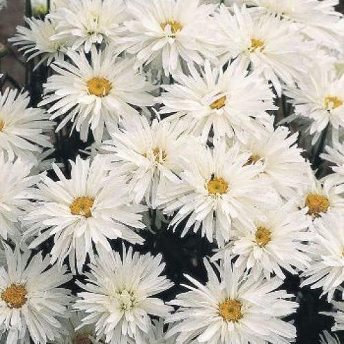 Семена цветов Ромашка садовая Crazy Daisy Benary 100 шт. (BN04367-3)