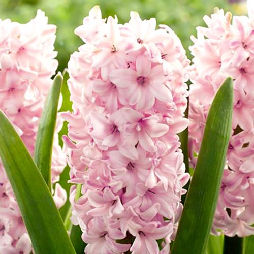 Гиацинт Florium Pink Elephant 10 шт. (18552)