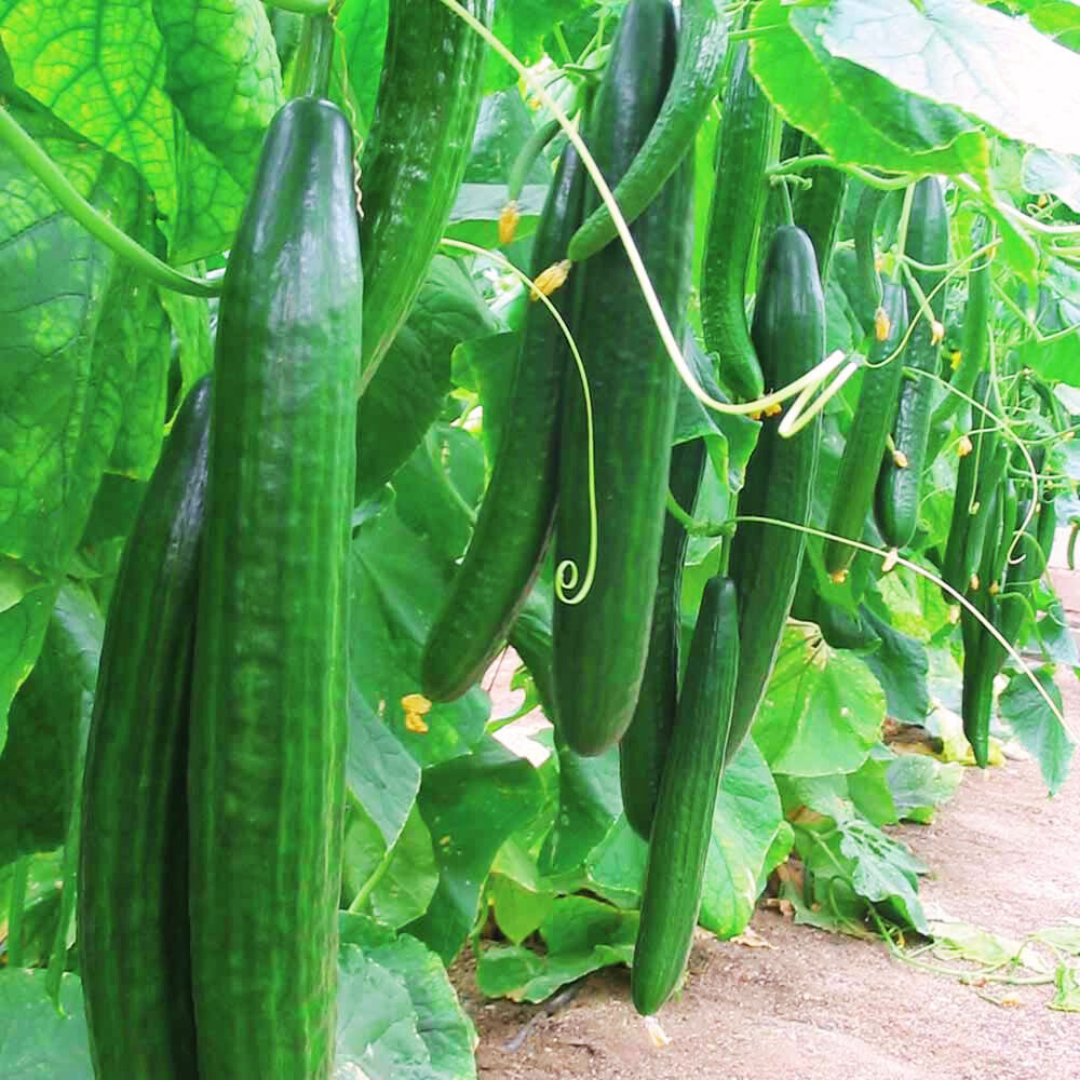 Семена огурец For Hobby GL Seeds Китайское чудо среднеранний 0,5 г (RS-00784)