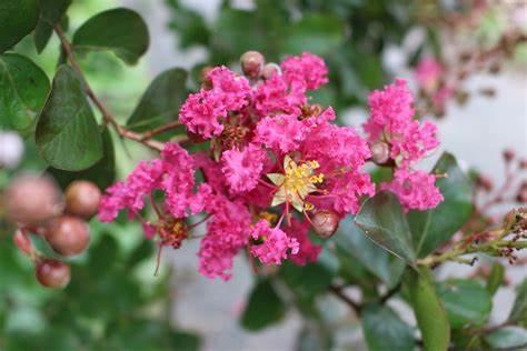 Насіння Лагерстремія індійська Індійський бузок Lagerstroemia indica 5 шт./уп. - фото 2