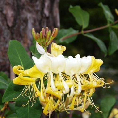 Саженцы жимолости Грехам Томас черенкованный 3-летний ЗКС (2928164049)