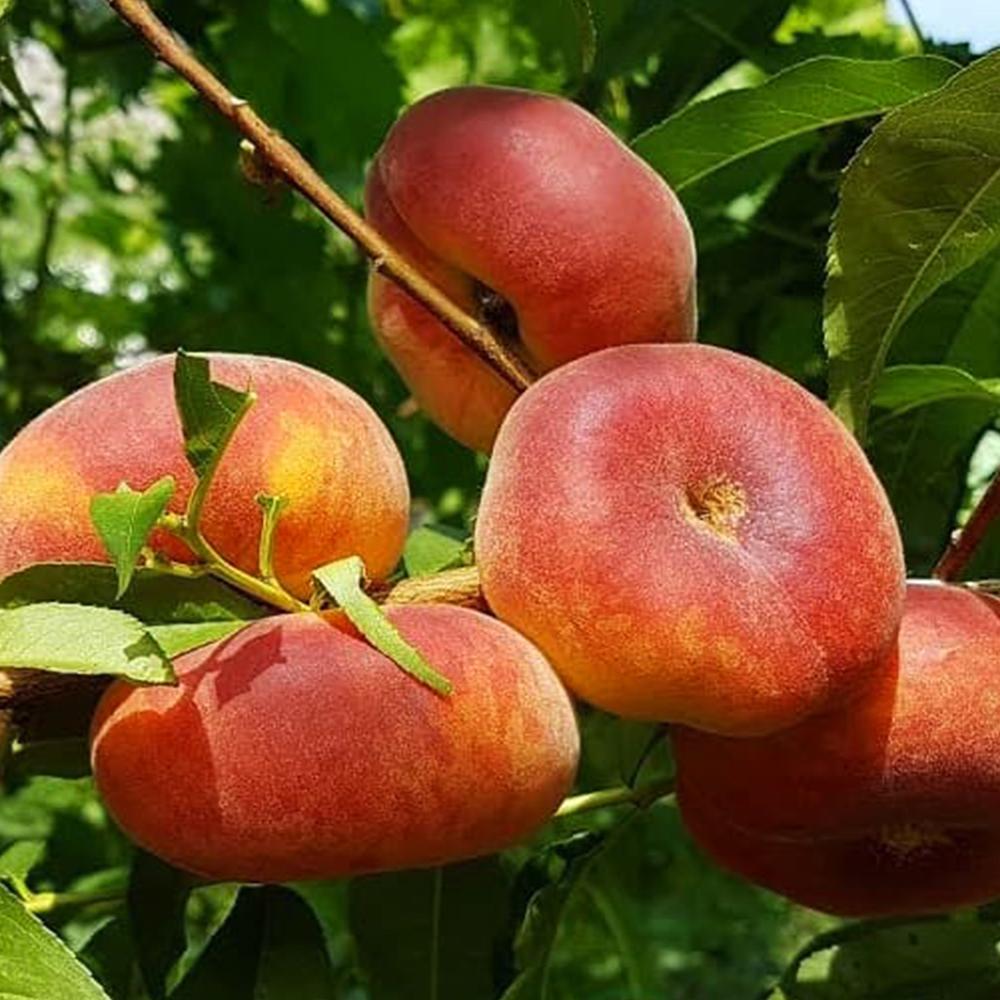 Саженец персика Свит Ринг 2 летний (14965885) Саженец персика Свит Ринг 2 летний (14965885)