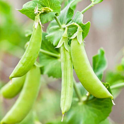 Семена Горох Florium Скинадо (6244) - фото 2