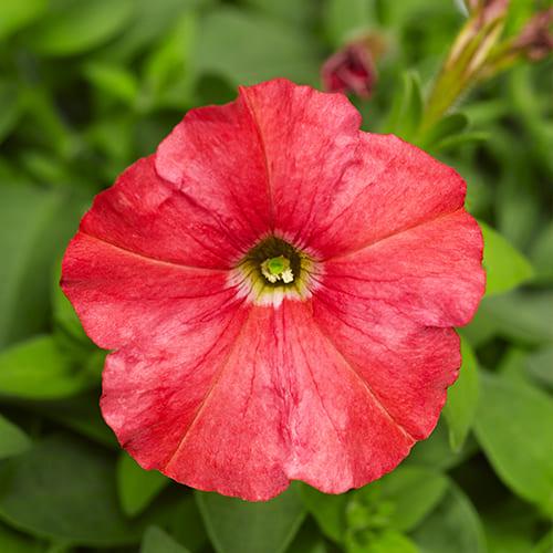 Семена Петуния миниатюрная Лососевая Florium