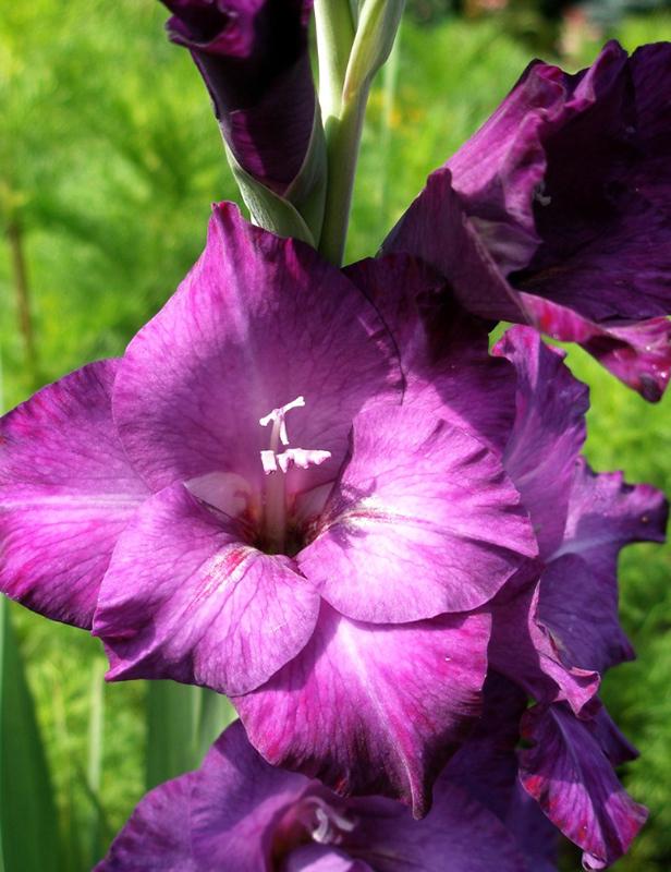 Гладиолус Перл Флора Purple Flora 9 шт. (38281267)
