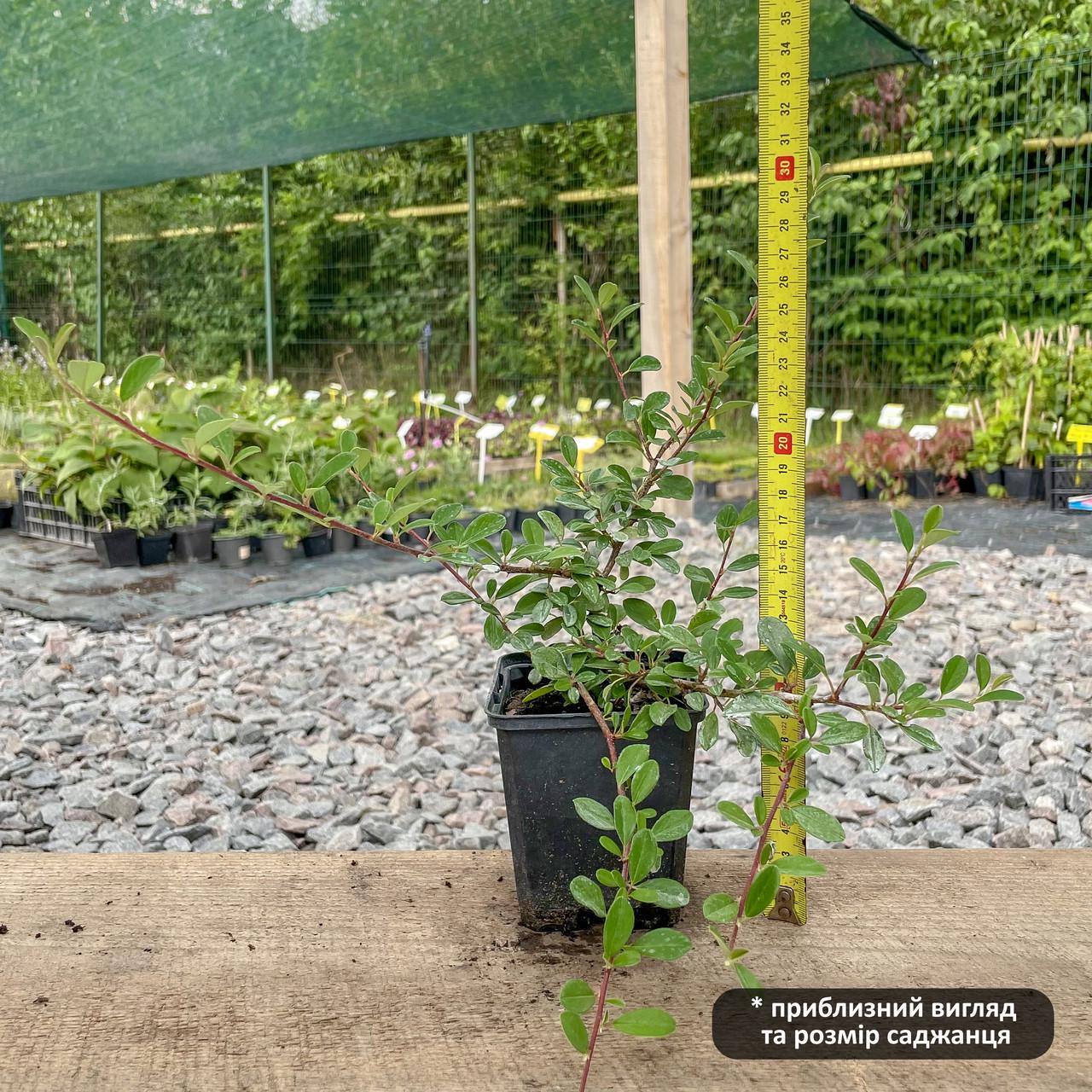 Саджанець Кизильника Даммера Ейхольц/Айххольц Eichholz Р9 (18296412) - фото 3