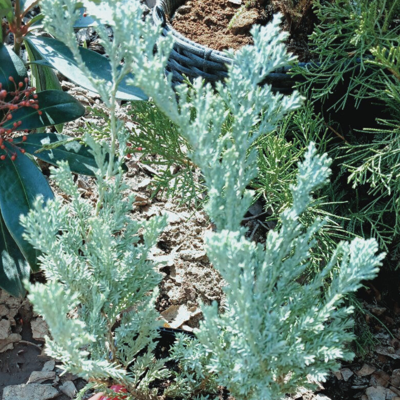 Можжевельник горизонтальный Блю Чип С1 (2669429281)