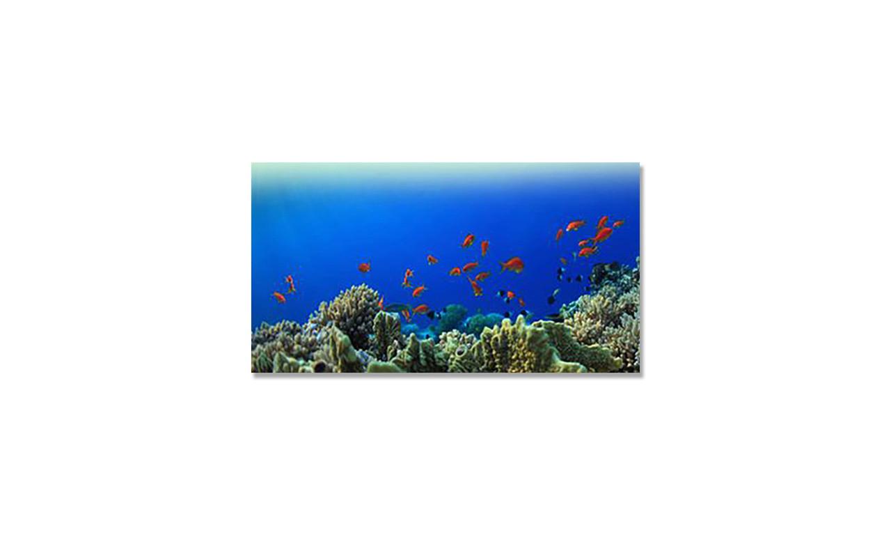 Наклейка виниловая на стол Zatarga Подводный мир 650х1200 мм (1283915290)