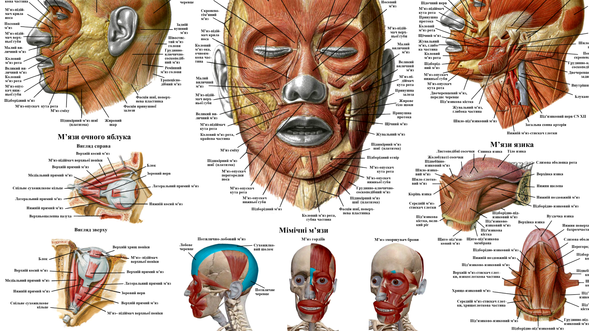 Плакат анатомічний М'язова система голови 67х86 см - фото 2