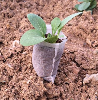 Пеленки для рассады 8х10 см 100 шт. (2178) - фото 5 Пеленки для рассады 8х10 см 100 шт. (2178) - фото 5