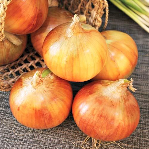 Семена Цибуля Florium Вольф F1 (15864) - фото 2