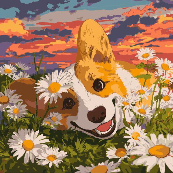 Картина за номерами Ideyka Корги в ромашках 40x40 см (Id-KHO6798)