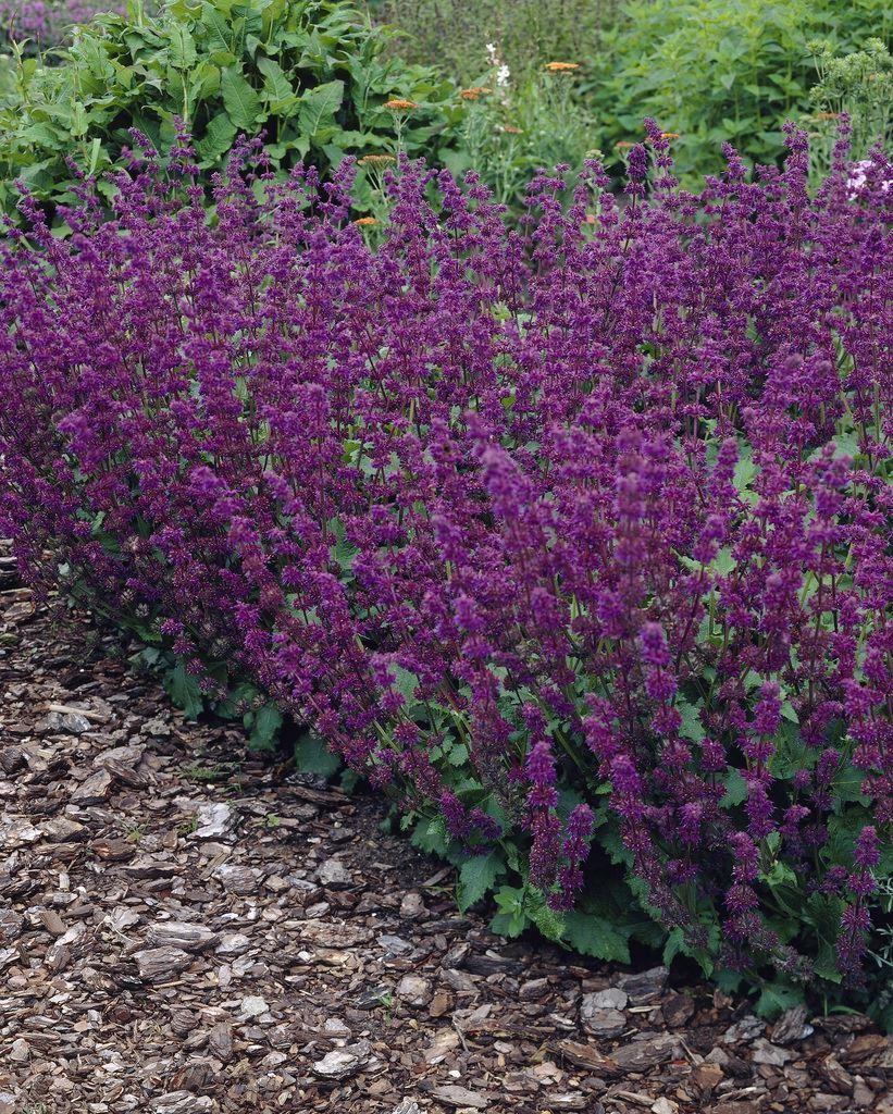 Насіння Salvia verticillata 0,1 г (2197534867)