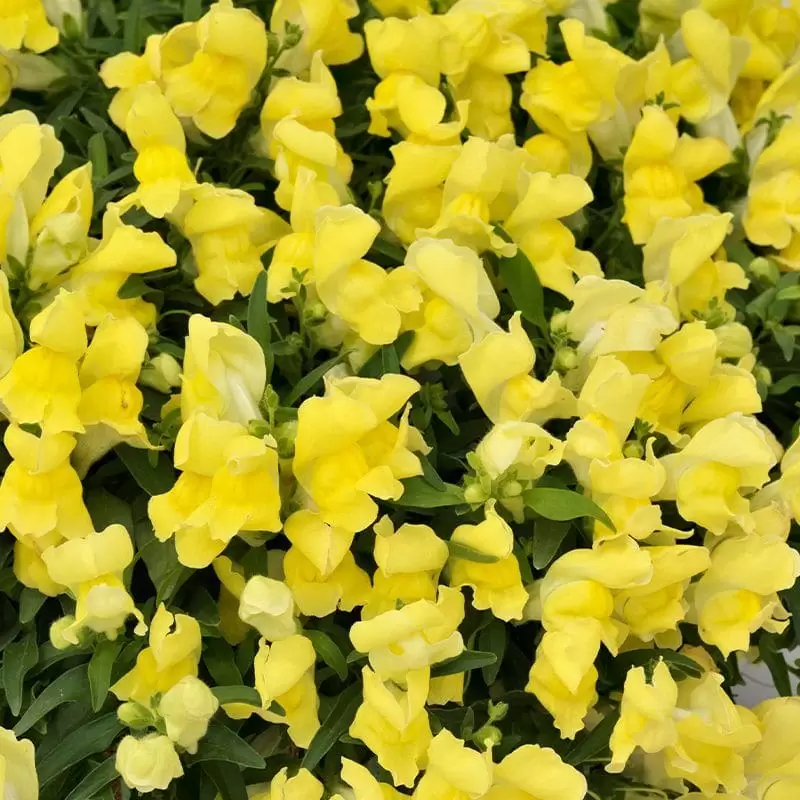 Насіння квітів Левовий зів Candy Showers Yellow Sakata 250 шт. (BN06374-2)