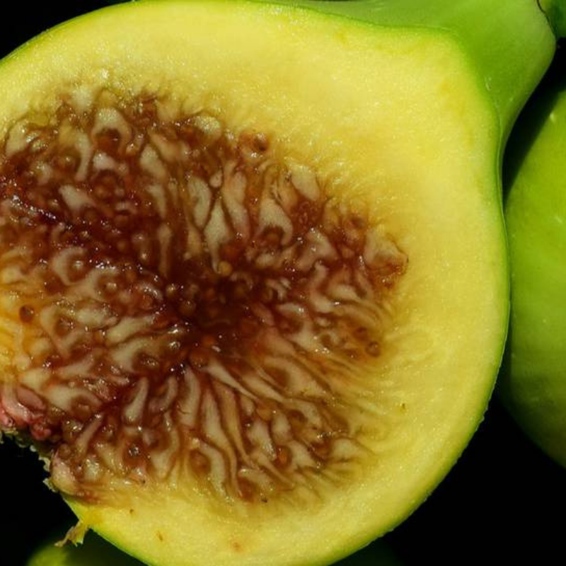 Саджанець інжиру Adriatic white ремонтантний самоплідний скороплідний (610708504) - фото 4