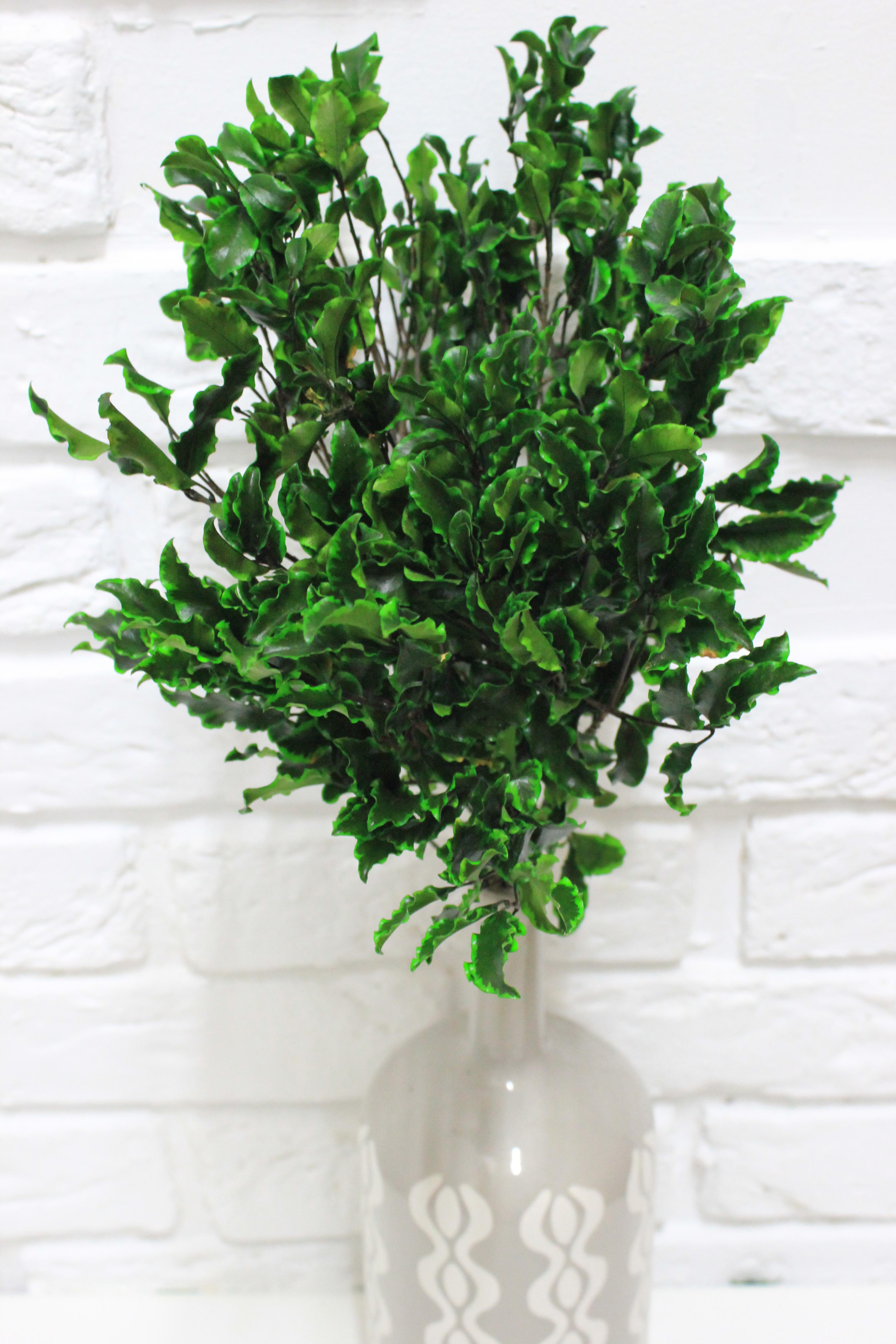 Стабилизированный питтоспорум Зеленый (SF-VD104835)