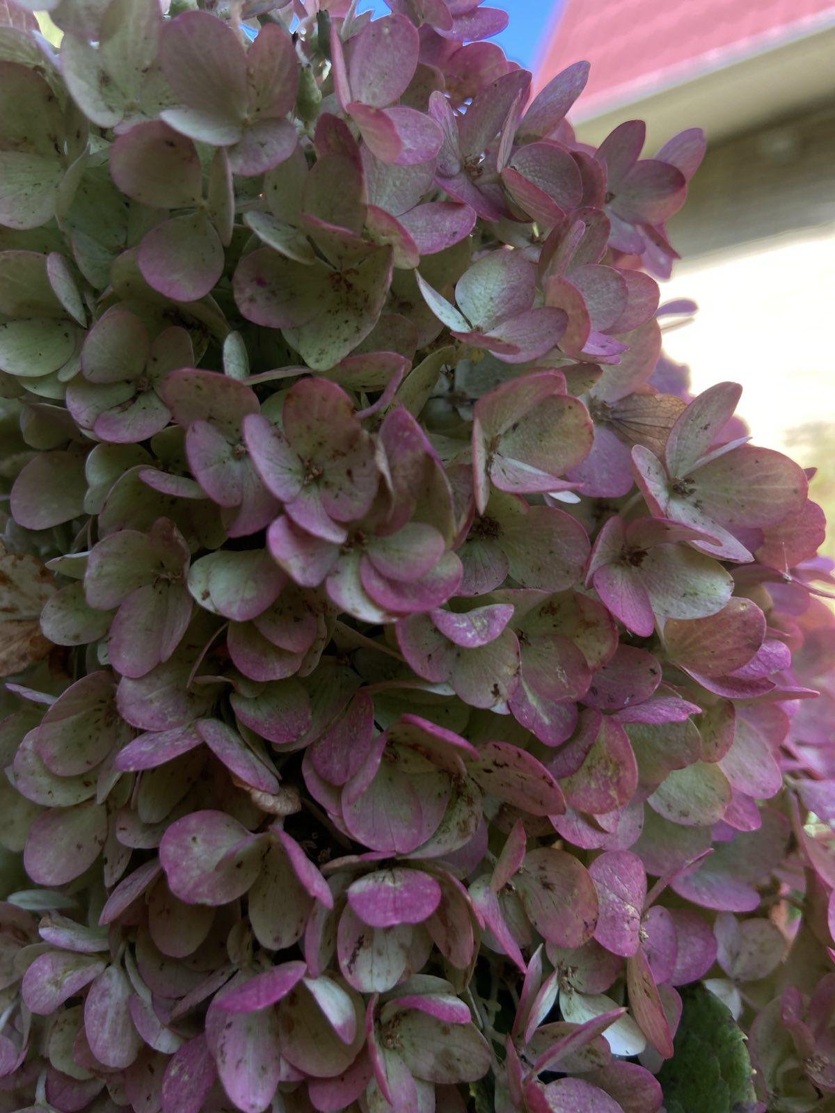 Саженец Гортензия метельчатая (10926498)