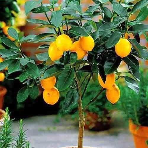 Сажанец Лимон Новогрузинский (24026)