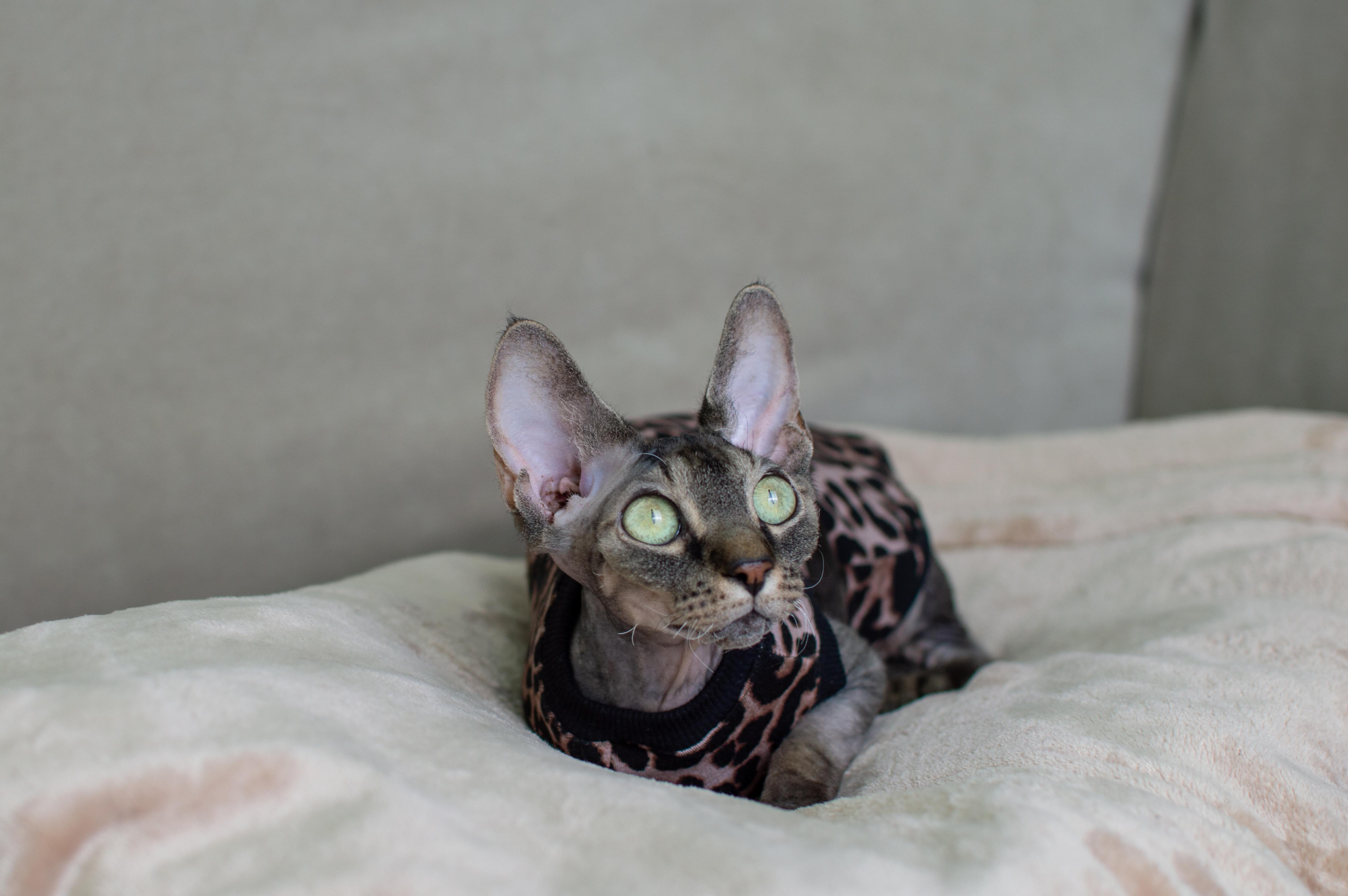 Кофта для котів без рукавів тепла Style Pets L Leopard (408L) - фото 4