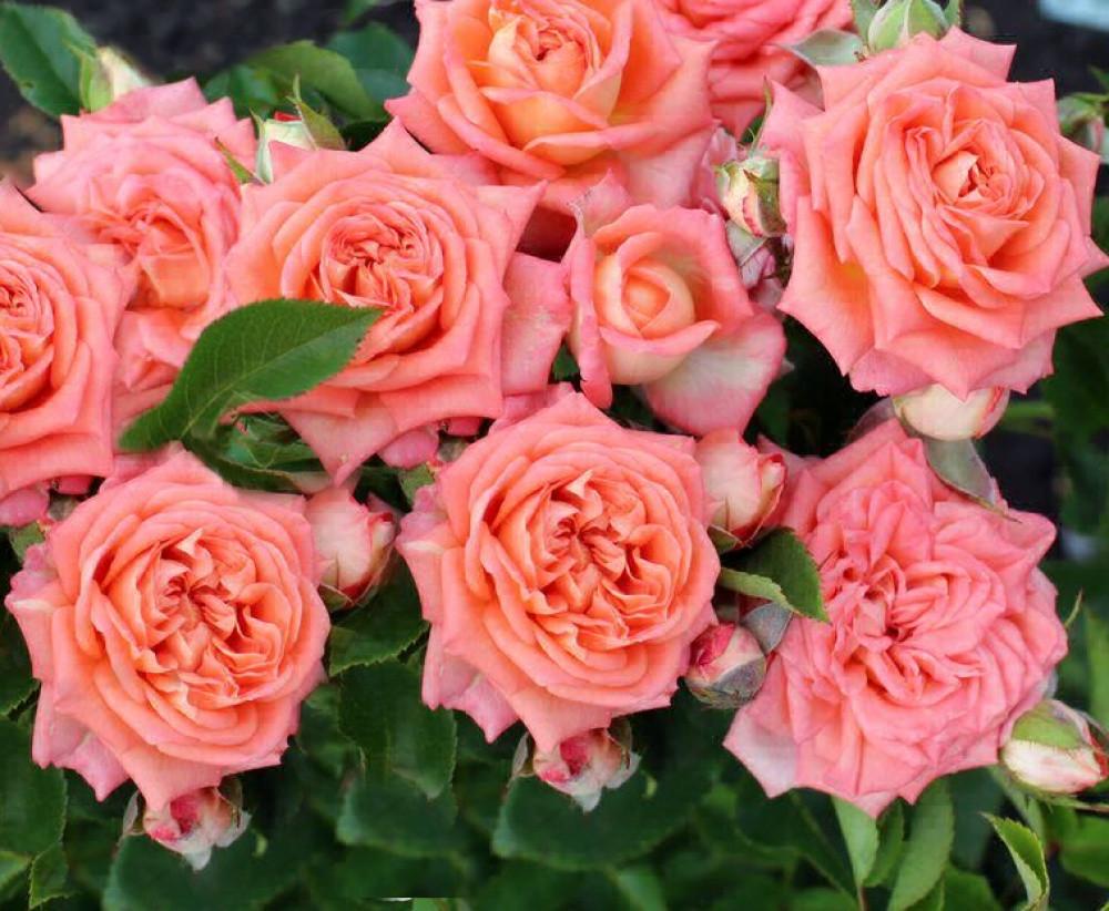 Роза Barbados Спрей в контейнере (2669455705) - фото 3