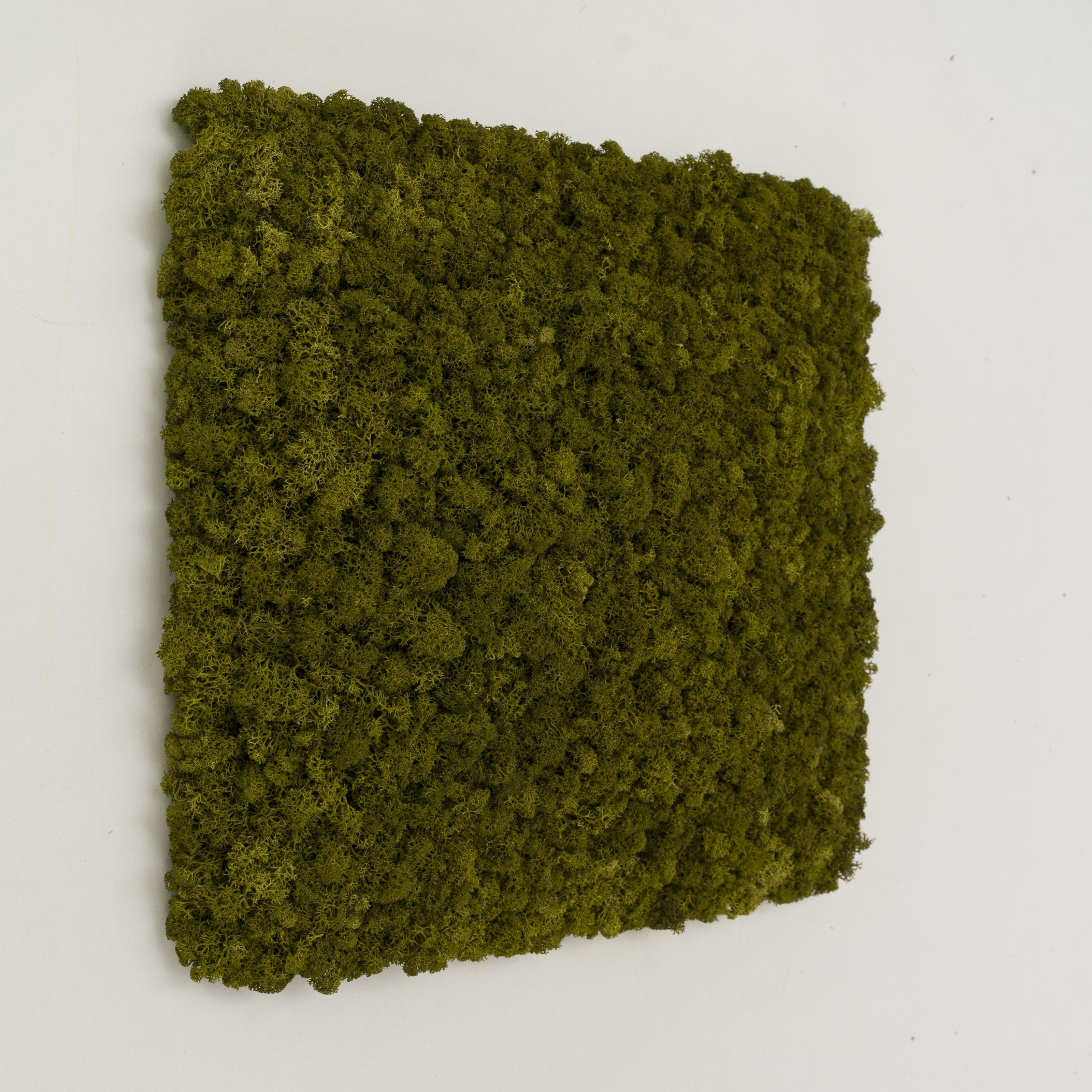 Декоративне панно з моху Organic Design квадратна панель 33 см Medium Green (703-03)