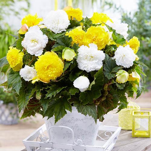 Бегония Florium Fimbriata Florium Желтый (2592)