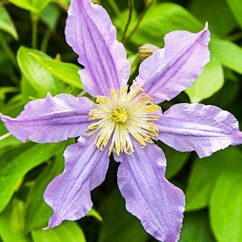 Клематіс East River Florium
