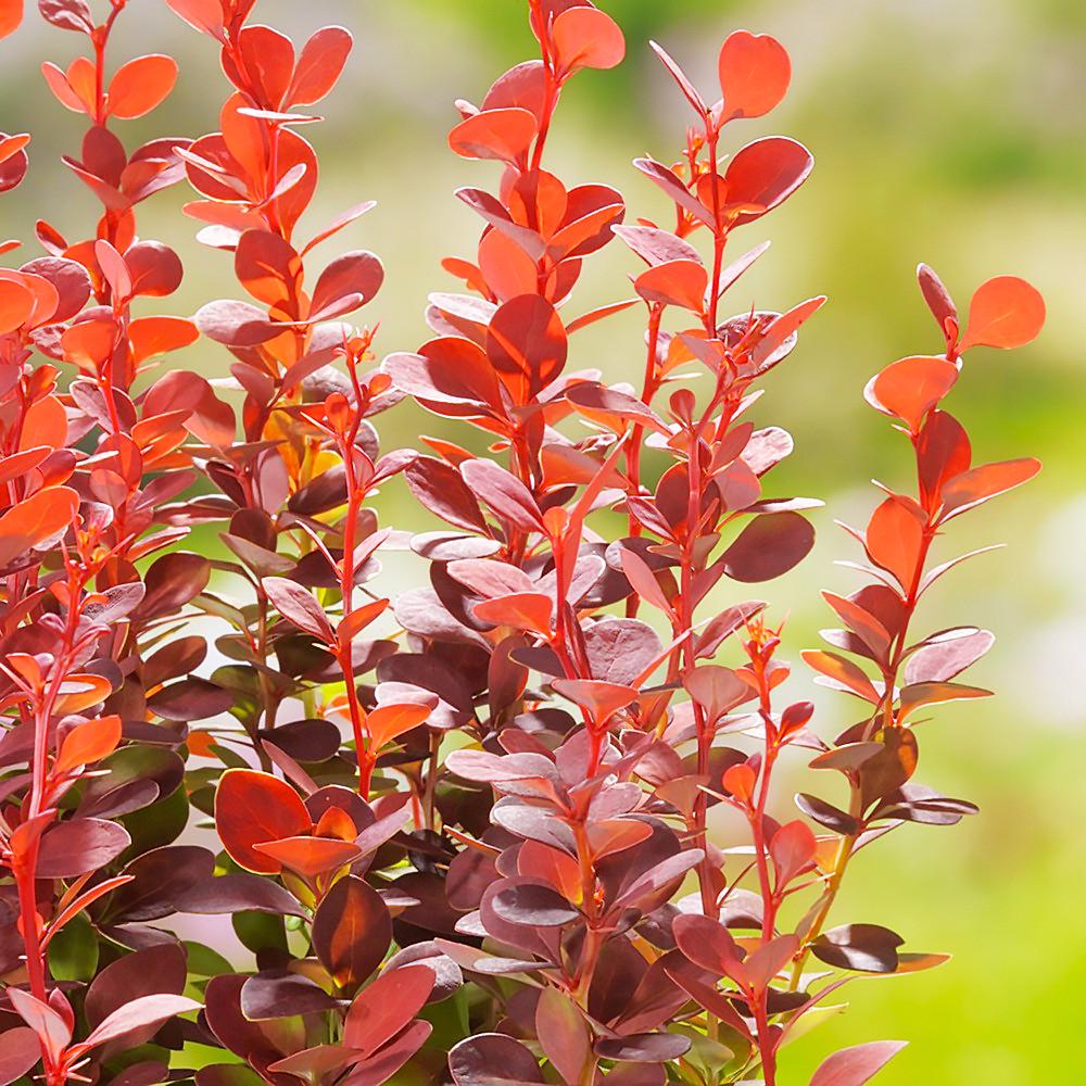 Саженец барбариса Тунберга Orange Rocket Р9 (857129363)