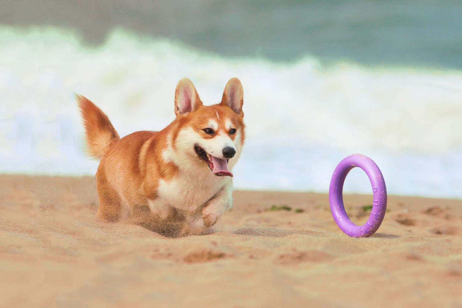 Тренировочный снаряд для собак Puller Midi 19,5 см (6488) - фото 7