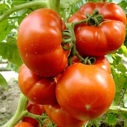 Семена томата Райское Наслаждение 25 шт. (38274343)