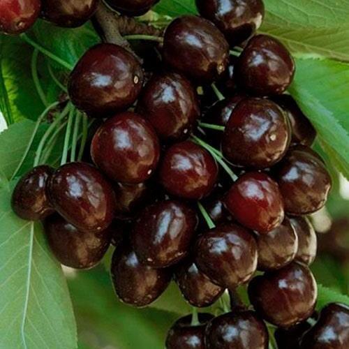 Сажанец Черешня Мулатка (52722)