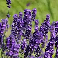 Саженцы лаванда Lavandula Platinum Nico в горшке 0,5 л - фото 2 Саженцы лаванда Lavandula Platinum Nico в горшке 0,5 л - фото 2
