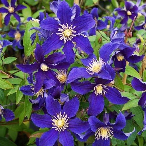 Клематис Hudson River Florium
