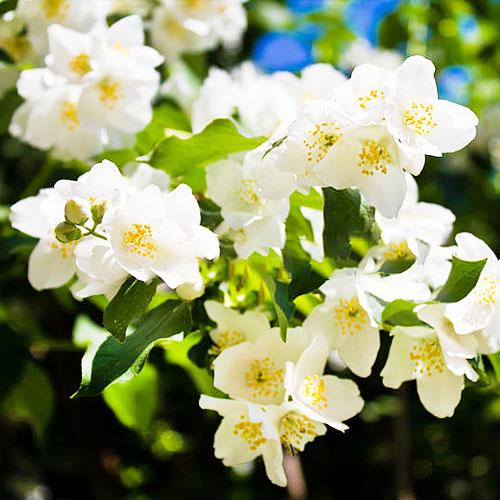 Чубушник Lemoinei Florium