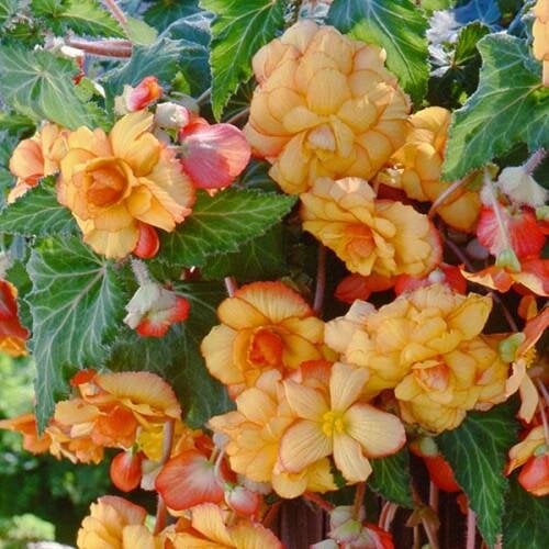 Семена цветов Бегония клубневая Sun Dancer Yellow Red Picotee (BN10009-4)