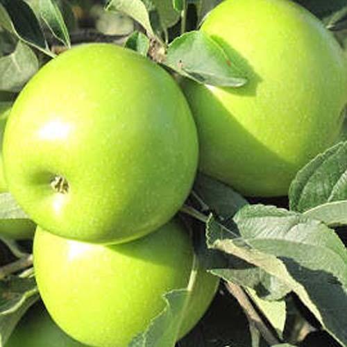 Сажанець Яблуня Смеральда зимовий сорт пізній термін дозрівання (102072)