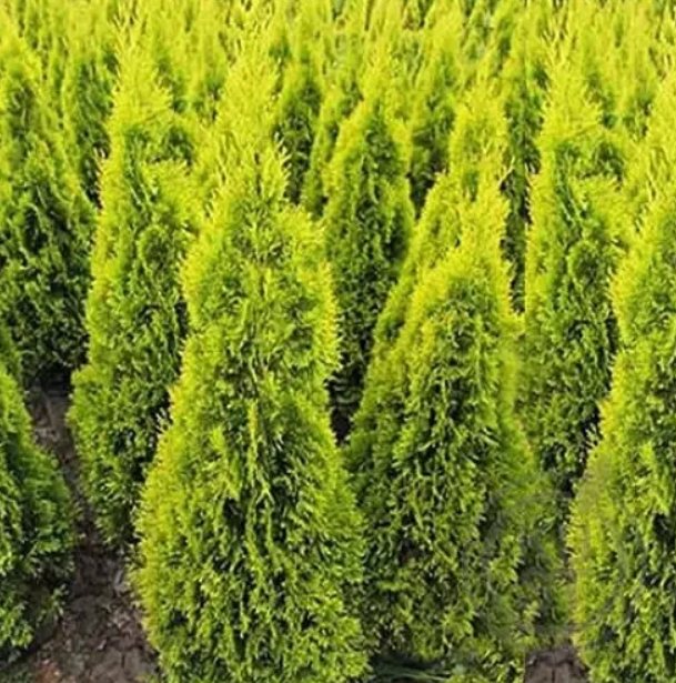 Саджанці туя західна Янтар Thuja occidentalis Jantar у горщику 2 л